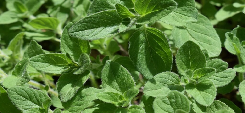 herb leaves
