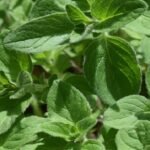 herb leaves