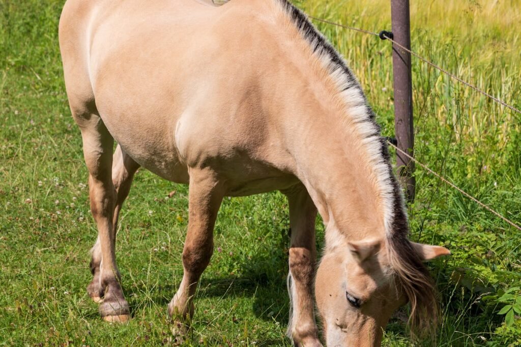 american cream horse what's causing this to endanger