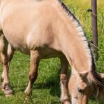 american cream horse what's causing this to endanger